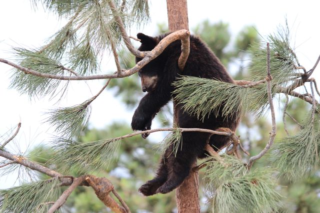 Bear cub climbing in a pine tree. Perfect for illustrating wildlife, nature exploration, animal behavior, or adventure-related content. Great for use in educational materials, wildlife conservation campaigns, and nature-focused projects. The image portrays a sense of curiosity and playfulness.