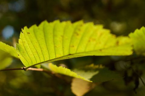 Close-up sunlit birch leaf in natural outdoors environment