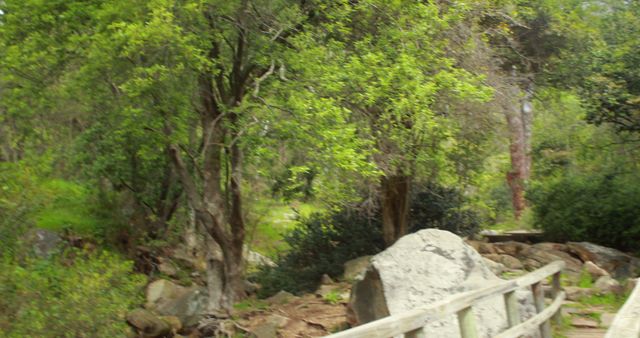 Lush green forest path with a wooden fence lined with large boulders, ideal for hiking, nature walks, or outdoor activities. Useful for travel blogs, nature retreats, and landscape-themed projects.