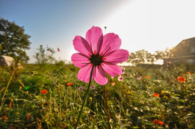Pink Flower Blooming in Garden with Sunlight - Download Free Stock Photos Pikwizard.com