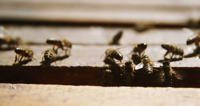 Honey Bees on Wooden Surface Collecting Nectar - Download Free Stock Images Pikwizard.com