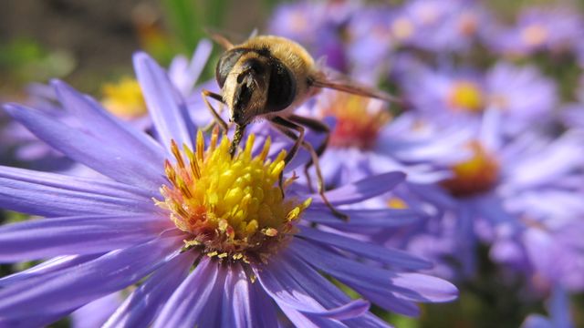 Close-up of a bee gathering nectar from a vibrant purple flower in a garden. Perfect for use in nature, wildlife, and ecology-themed projects. Ideal for educational materials on pollination, gardening websites, and environmental awareness campaigns.