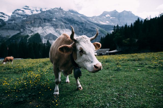 Curious Cow Grazing in Lush Mountain Meadow - Download Free Stock Photos Pikwizard.com