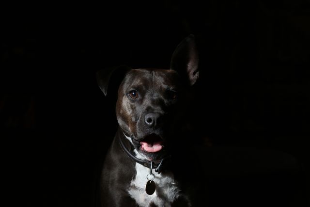 Cute black and white dog wearing a collar looking straight with mouth open, highlighted by dramatic lighting against a dark background. Perfect for pet-related content, animal blogs, websites, and advertisements.