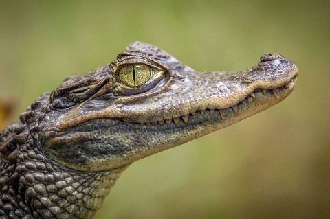 Spectacled caiman gazing with yellow slit pupil showcasing textured scales and sharp teeth