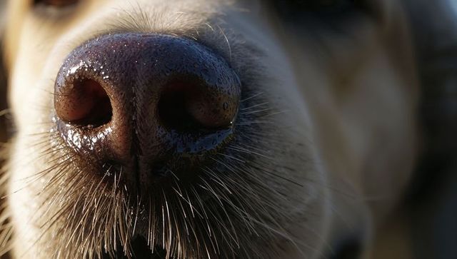 Macro close-up wet dog nose with glistening droplets, visible nostrils and whiskers
