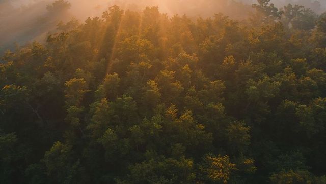 Sunbeams Piercing Morning Mist Over Dense Forest Canopy, Golden Hour Aerial View