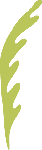 Stylized leaf shape in flat design on transparent background