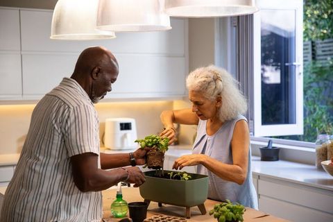 Senior couple planting basil seedlings indoors together