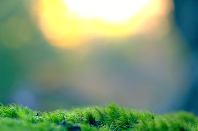 Image shows a close-up of fresh green moss with sunlight fading in the background, likely during sunset. The blurred background and soft focus on the moss give a peaceful and tranquil atmosphere. Suitable for use in nature-related designs, relaxation themes, environmental or ecological projects, and backgrounds highlighting natural beauty.