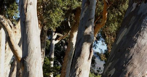 Eucalyptus trees casting dappled shadows in tranquil grove