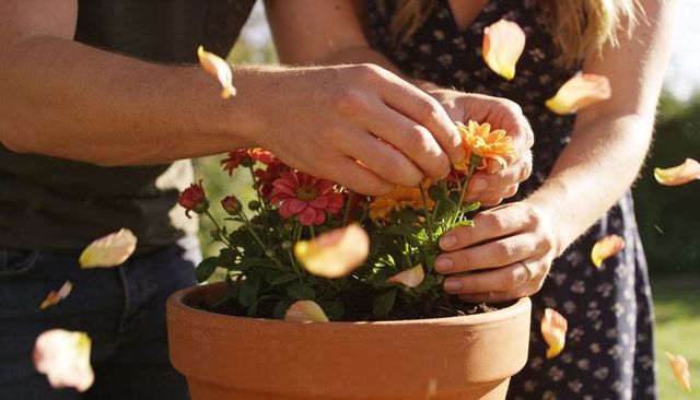 Couple tending orange-pink daisies in clay pot, hands closeup, sunlit outdoor gardening