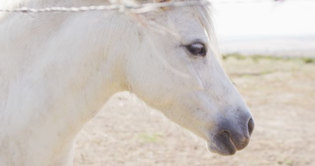 Close-up side view of a white horse in the countryside, conveying a serene and natural ambiance. Ideal for use in articles or advertisements related to equestrian activities, animal care, rural life, and nature conservation. Suitable for background images for websites and blog posts about horses and countryside living.
