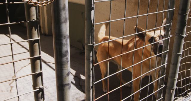 Dog standing behind a metal fence in a sunlit kennel. Ideal for use in stories about animal shelters, pet rescues, abandoned animals, and animal welfare. Suitable for use in campaigns promoting pet adoption and animal care awareness.