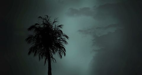Silhouette of Palm Tree Against Mysterious Night Sky - Download Free Stock Images Pikwizard.com
