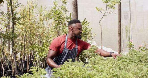 African American Man in Greenhouse Inspecting Potted Plants