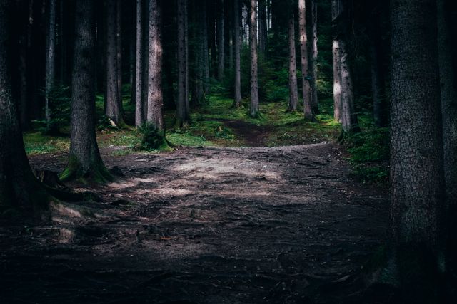 This scene shows a dimly lit forest path surrounded by tall trees and an undergrowth that appears untouched. Ideal for projects or articles about nature, adventure, mystery novels, or even topics discussing the serenity and allure of natural woodlands.