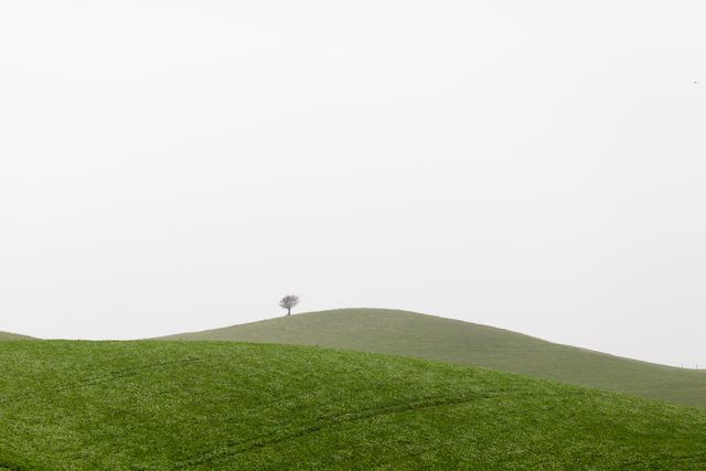 Solitary tree standing on green rolling hills under a misty sky. Perfect for conveying themes of isolation, serenity, and simplicity. Ideal for use in nature-themed prints, background images, environmental conservation campaigns, or mindfulness and wellness visuals emphasizing tranquility and peacefulness.