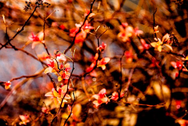 Vivid autumn leaves and flowers on branches create a stunning bokeh effect. Ideal for seasonal content, nature blogs, or backgrounds emphasizing the beauty of the fall season.