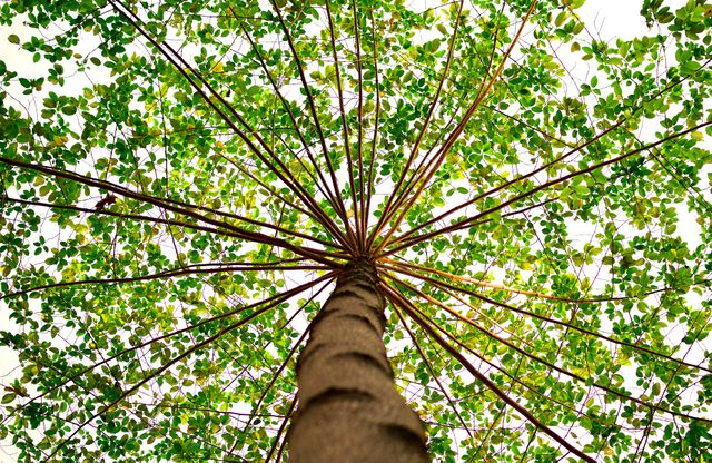 Bottom View of Green Leaved Tree during Daytime - Download Free Stock Photos Pikwizard.com