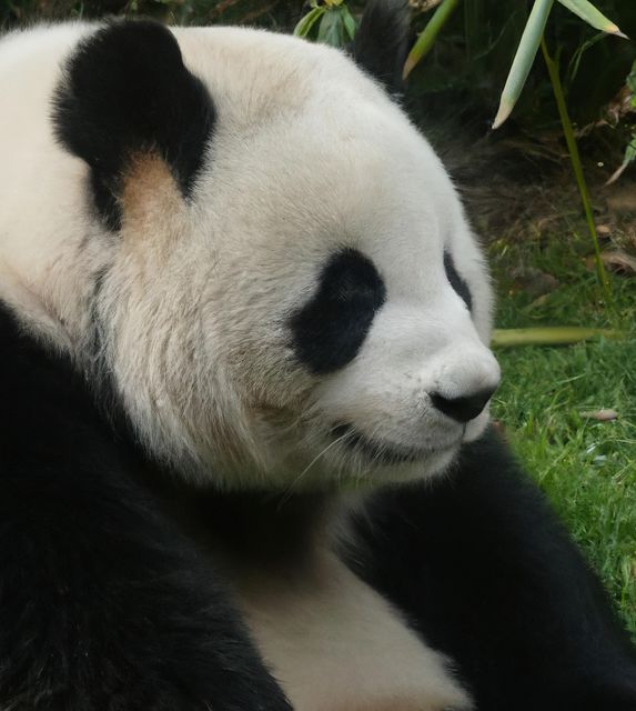Close up of panda bear and bamboo created using generative ai technology - Download Free Stock Photos Pikwizard.com