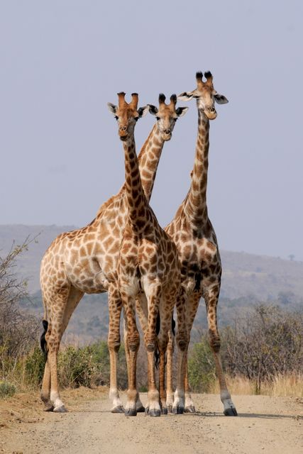 Three Giraffes Standing on Dirt Road in African Savanna - Download Free Stock Photos Pikwizard.com