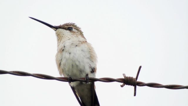 Hummingbird Perched on Barbed Wire Against Clear Sky - Download Free Stock Photos Pikwizard.com