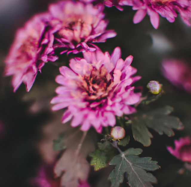 Close up of pink chrysanthemums with multiple petals on black background. Flowers, nature and harmony concept.
