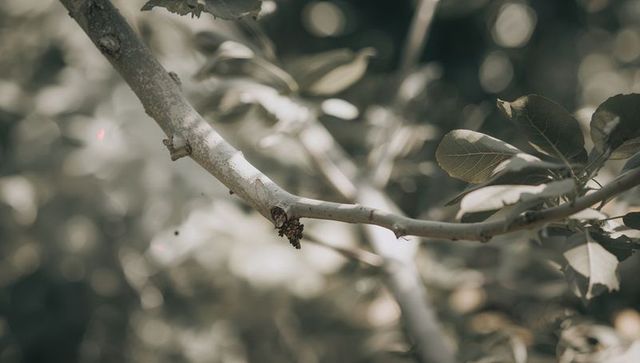Highlighting pale branch crossing soft woodland bokeh with detailed bark knot and leaves