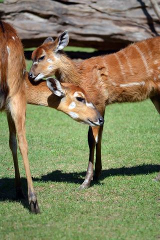Nuzzling young antelopes on sunlit grass with warm brown patterned coats