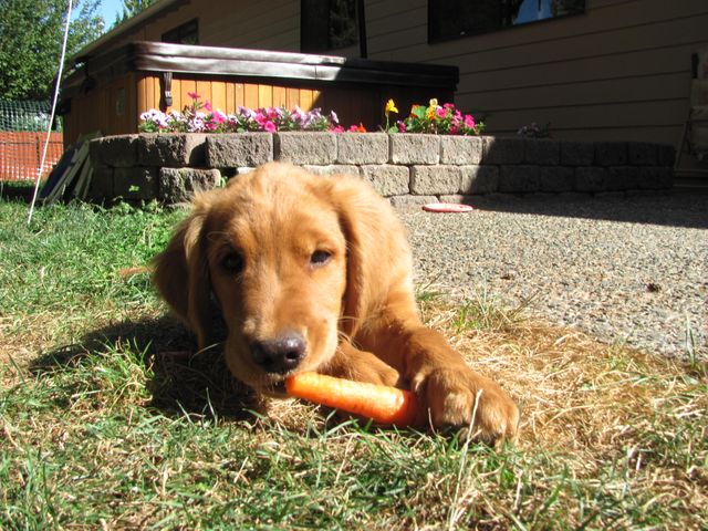 Golden Retriever puppy idly chewing a carrot in a sunny backyard, surrounded by green grass and colorful flowers. Ideal for illustrating themes of pet care, outdoor activities, healthy living, and the joy of companion animals. Suitable for websites, blogs, advertisements, and social media posts related to pets and animal well-being.