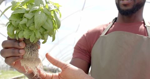 Showing Basil Plant Roots in Hydroponic Greenhouse