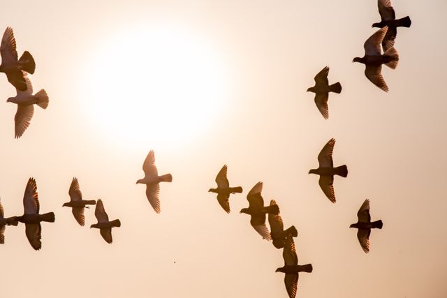 Flock of pigeons fly together against a bright sunlit sky. Ideal for themes of freedom, nature, and wildlife.