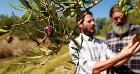 Agricultural Experts Analyzing Olives in Sunlit Grove - Download Free Stock Images Pikwizard.com