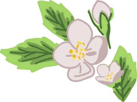 Pastel Botanical Arrangement on Transparent Background