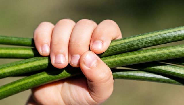 Child small hand holding long fresh green garden stems closeup under warm natural sunlight