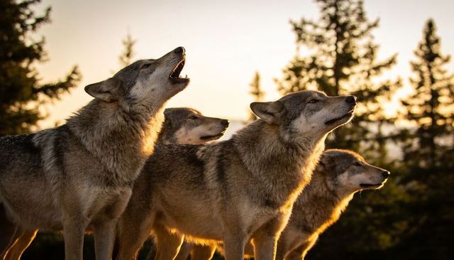 Howling wolf pack leading through rimlit pine forest standing under golden sunset glow