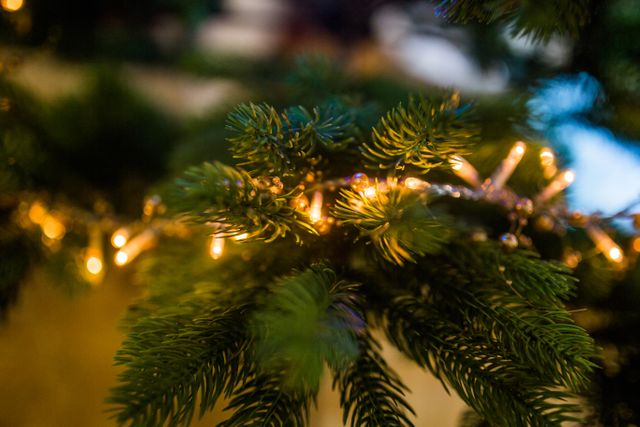 Glowing Christmas lights wrapped around pine tree branches create a festive atmosphere. This is ideal for use in holiday greeting cards, festive website decorations, and promotions for Christmas events. It conveys a warm, cozy feeling perfect for winter and holiday advertising.