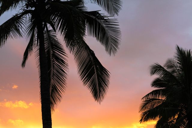 Palm trees stand silhouetted against a vibrant and colorful sunset sky. Ideal for use in vacation, travel, and nature-themed projects. Can be used in marketing materials for resorts, brochures, and posters to evoke serene and exotic atmospheres.