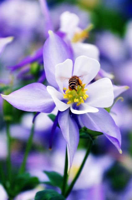 Bee Pollinating Purple Columbine Flower in Garden - Download Free Stock Photos Pikwizard.com