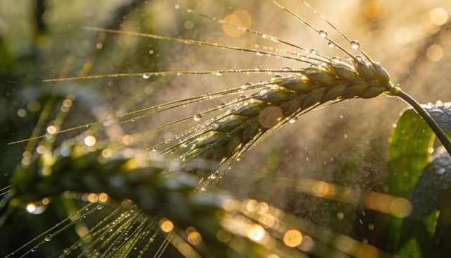 Backlit dew-covered wheat spike with bokeh mist, morning macro grain head, golden glow