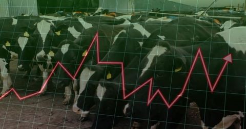 Cows with graph overlay illustrating agrarian market trends