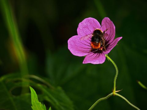 Bumblebee Pollinating Vibrant Purple Flower in Garden