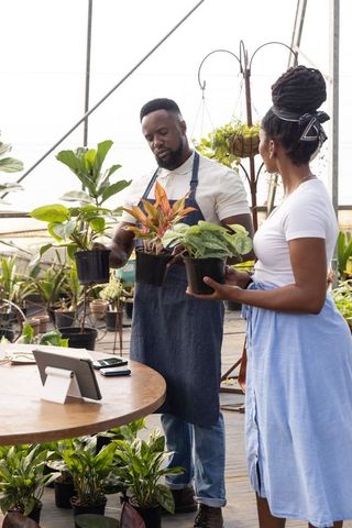 African american nursery worker and customer comparing potted houseplants in greenhouse
