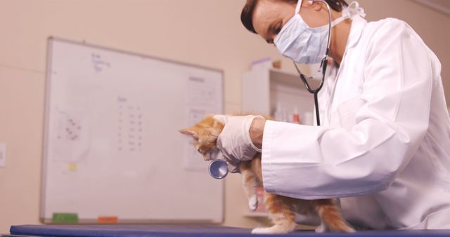 Veterinarian wearing mask and gloves examining a cute kitten in a medical clinic using a stethoscope. Ideal for use in content about pet care, veterinary practices, animal healthcare, and medical professionals. Perfect for websites and advertising materials related to pet care, veterinary services, and animal health education.
