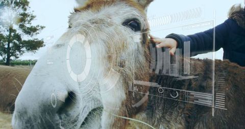 Augmented reality meets rural living: petting donkey with ar technology overlay