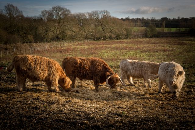 Highland Cattle Grazing in Open Field on a Sunny Day - Download Free Stock Photos Pikwizard.com
