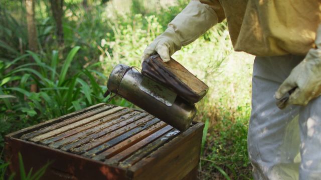 Person in protective clothing using smoker to calm bees in beehive. Ideal for illustrating beekeeping techniques, apiary practices, and small agricultural business. Useful for nature and environmental conservation topics.