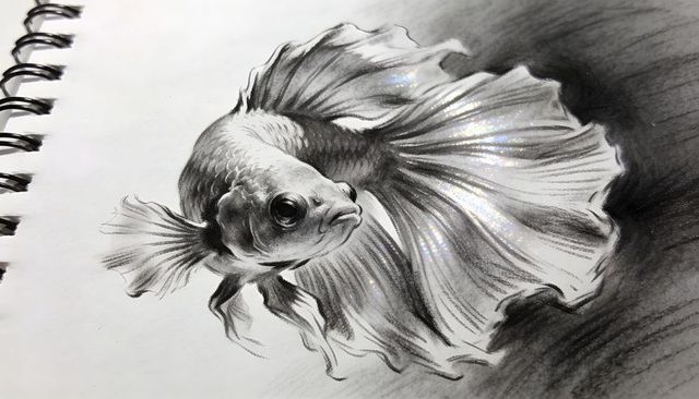 Graphite betta sketch with flowing fins and iridescent highlights in sketchbook