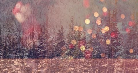 Festive Winter Forest with Bokeh Lights - Download Free Stock Images Pikwizard.com
